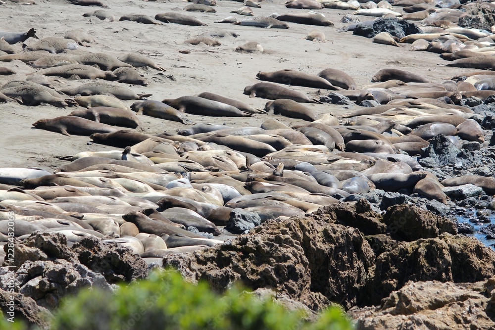 Obraz premium California elephant seals