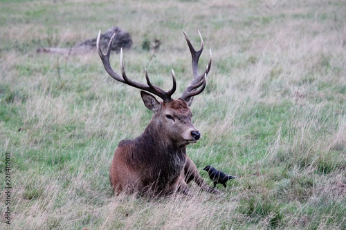 red deer stag sitting with large antlers