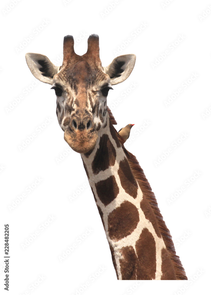 Naklejka premium Giraffe isolated 