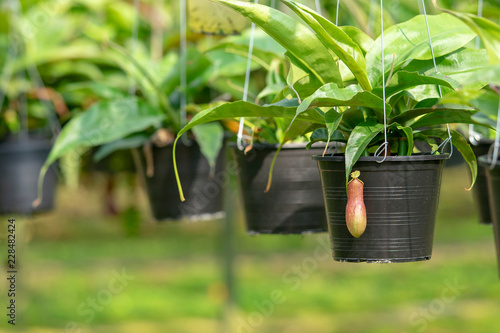 Nepenthes Ornamental flower to eat insects. photo