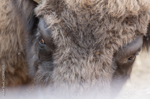 Close-up of european bison raised in freedom in Spain.