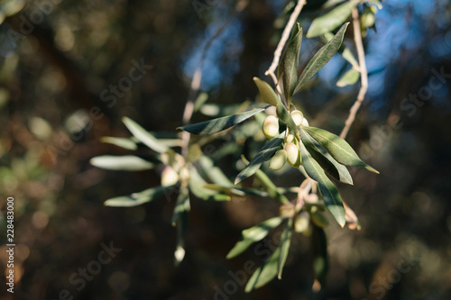 Olives on olive tree in autumn. Season nature image.