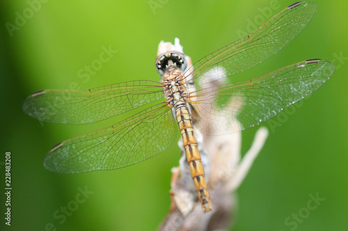dragonfly on leaf © eigenthick