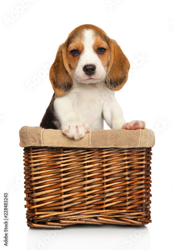 Beagle puppy in basket