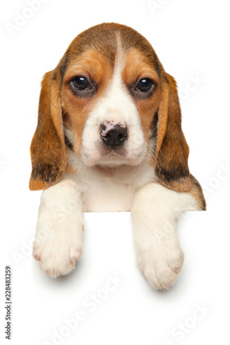Fototapeta Naklejka Na Ścianę i Meble -  Beagle puppy above banner on white background