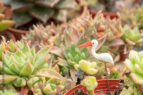 Succulent  ornamental plants are colorful because they are tiny.