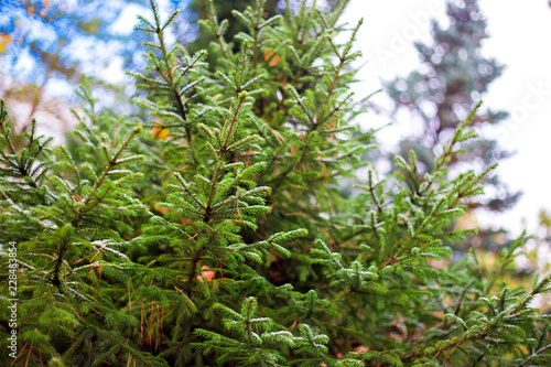 Bright branches of green spruce in the fall of the first frost.