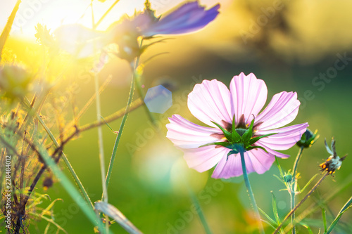 Cosmos Bipinnatus - das Schmuckkörbchen, im herbstlichen Abendlicht photo