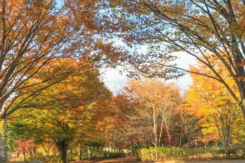  Japan autumn , Beautiful autumn leaves of Obuse park ,Nagano Prefecture,Japan.