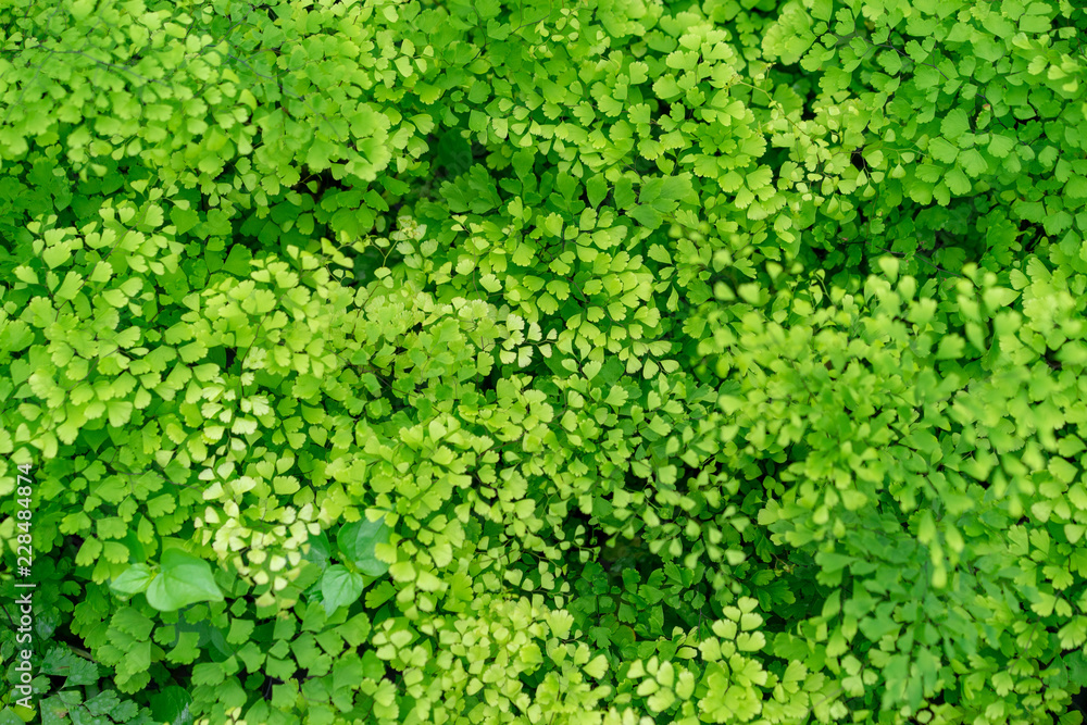 A small leaf resembling a forest.