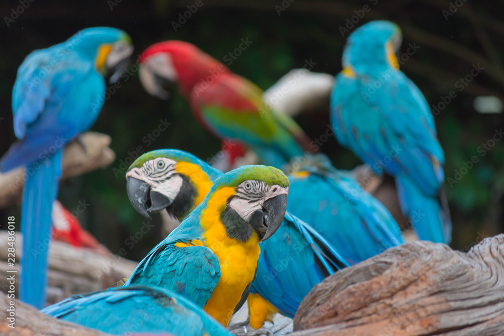 鳥・インコ・オウム・カラフル・コンゴウインコ