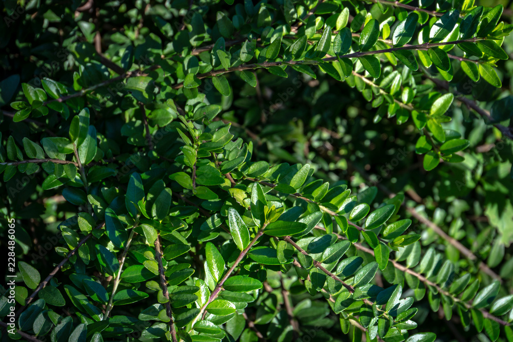 A carpet of small green leaves of honeysuckle Lonicera pileata. Elegant natural background of fine texture for any design. A carpet of small green leaves of honeysuckle Lonicera pileata. Elegant natural background of fine texture for any design.