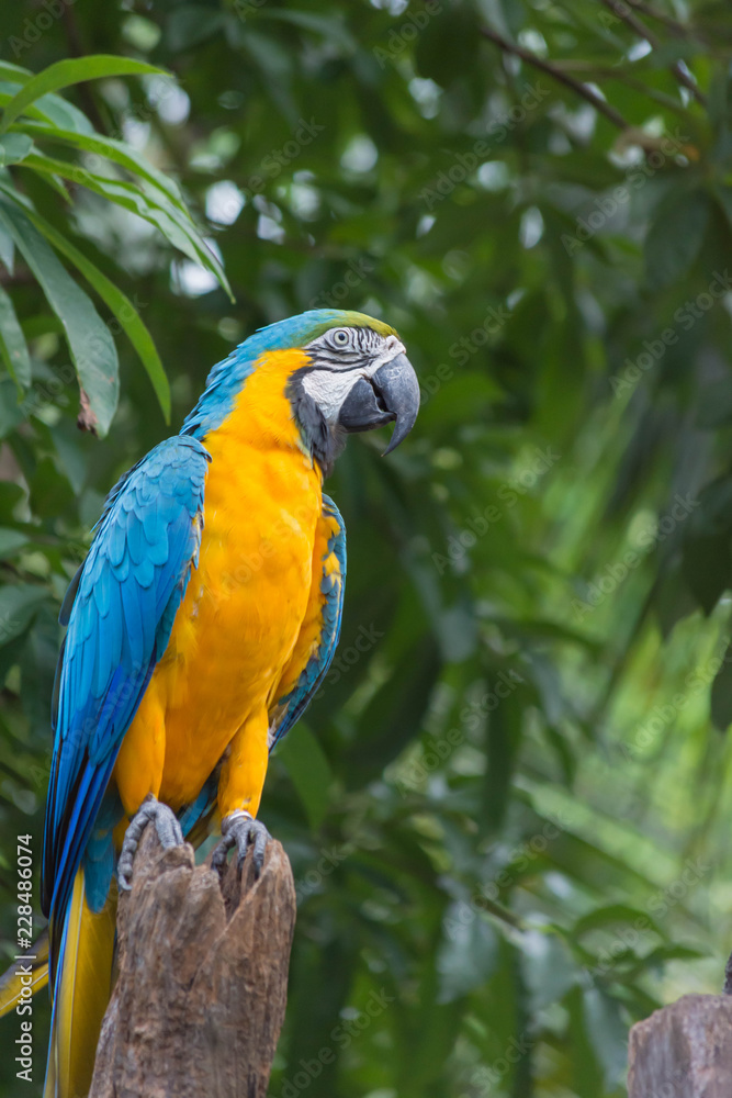 鳥・インコ・オウム・カラフル・コンゴウインコ