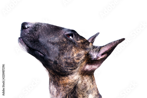 Bull terrier isolated on white
