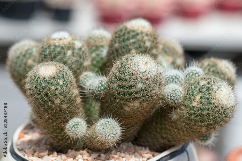 Close up Mammillaria carmenae on pot. Close up Mammillaria carmenae on pot.
