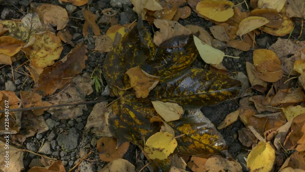Fallen leaves Fallen leaves