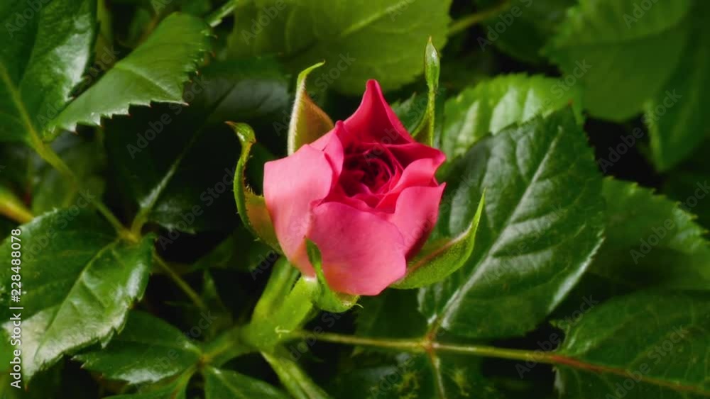 Time lapse of rose with pink petals growing blossom from bud to big flower on green leaves background Time lapse of rose with pink petals growing blossom from bud to big flower on green leaves background