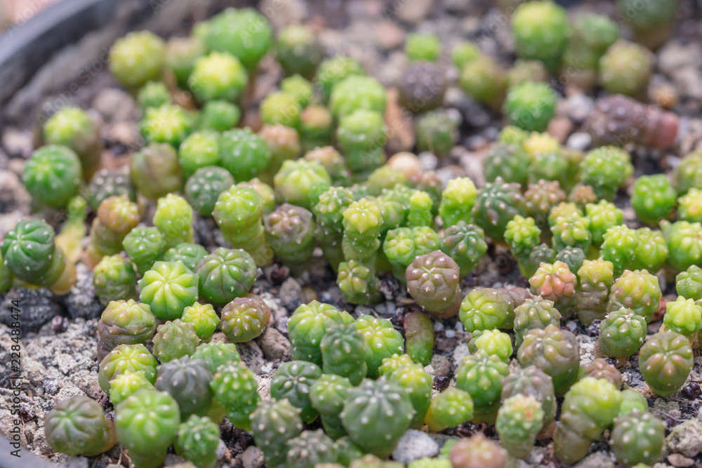 Small Cacti and succulents in the garden.Cactus is beautiful plant. Small Cacti and succulents in the garden.Cactus is beautiful plant.