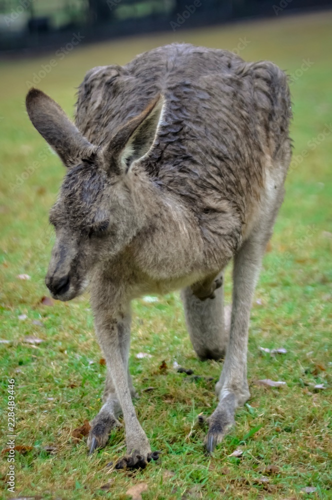 Kangaroo in Australia