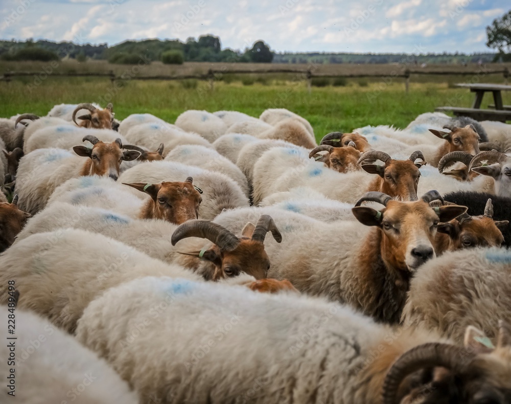 hert of sheep in a meadow with one sheep looking up hert of sheep in a meadow with one sheep looking up