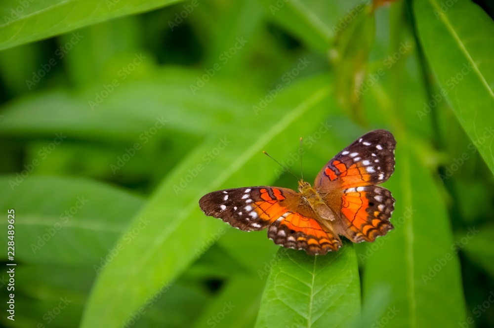 Closeup of colourful butterfly on green leaves Closeup of colourful butterfly on green leaves