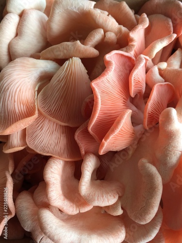 punnet of fresh pink oyster mushrooms