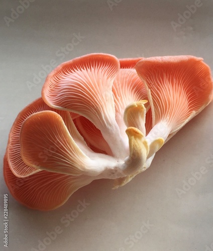 Single pink oyster mushroom