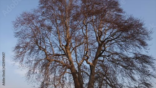 Giant tree by the lake