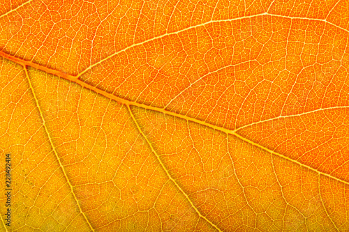 tree leaf nature background bright colors
