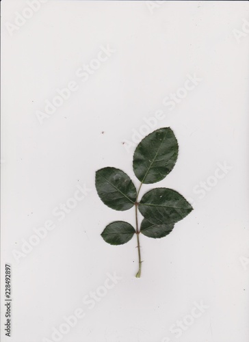 scanned plants, leaves and branches 