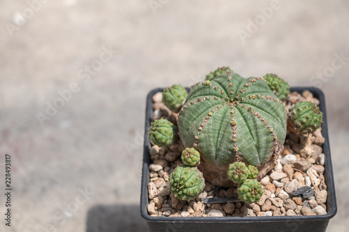 Selective focus Astrophytum asterias cactus onblack pot.Common names include sand dollar cactus, sea urchin cactus, star cactus and star peyote. photo