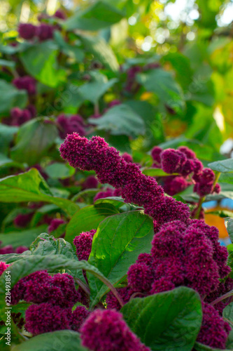 Red amaranth photo