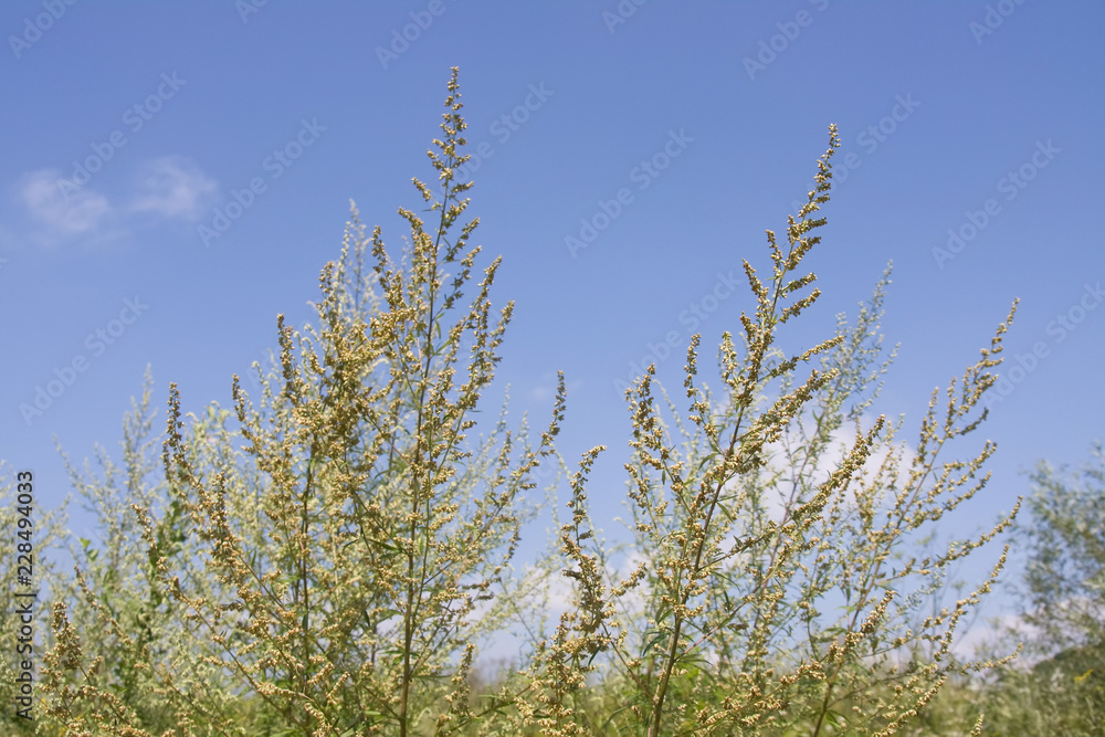 ragweed ragweed