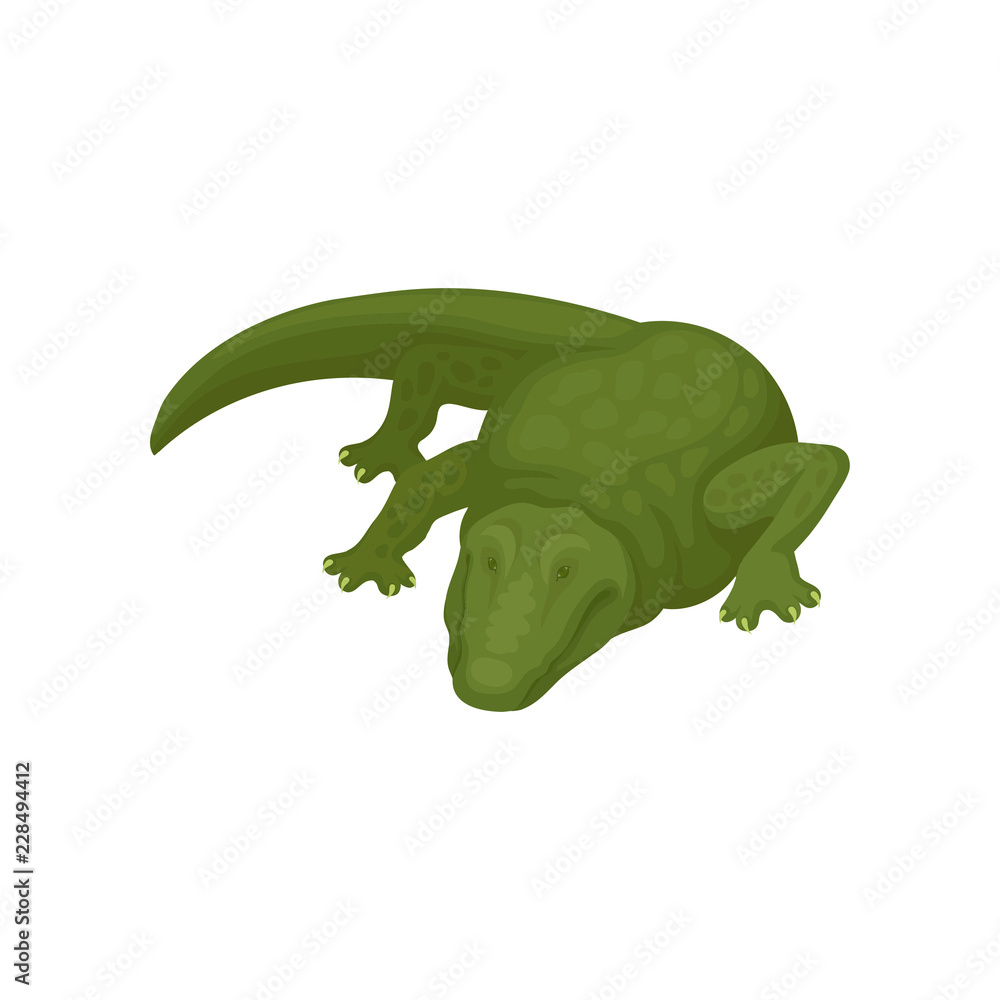 Obraz premium Crocodile, green amphibian animal vector Illustration on a white background