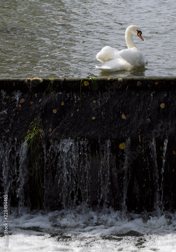 Swan at edge of waterfall