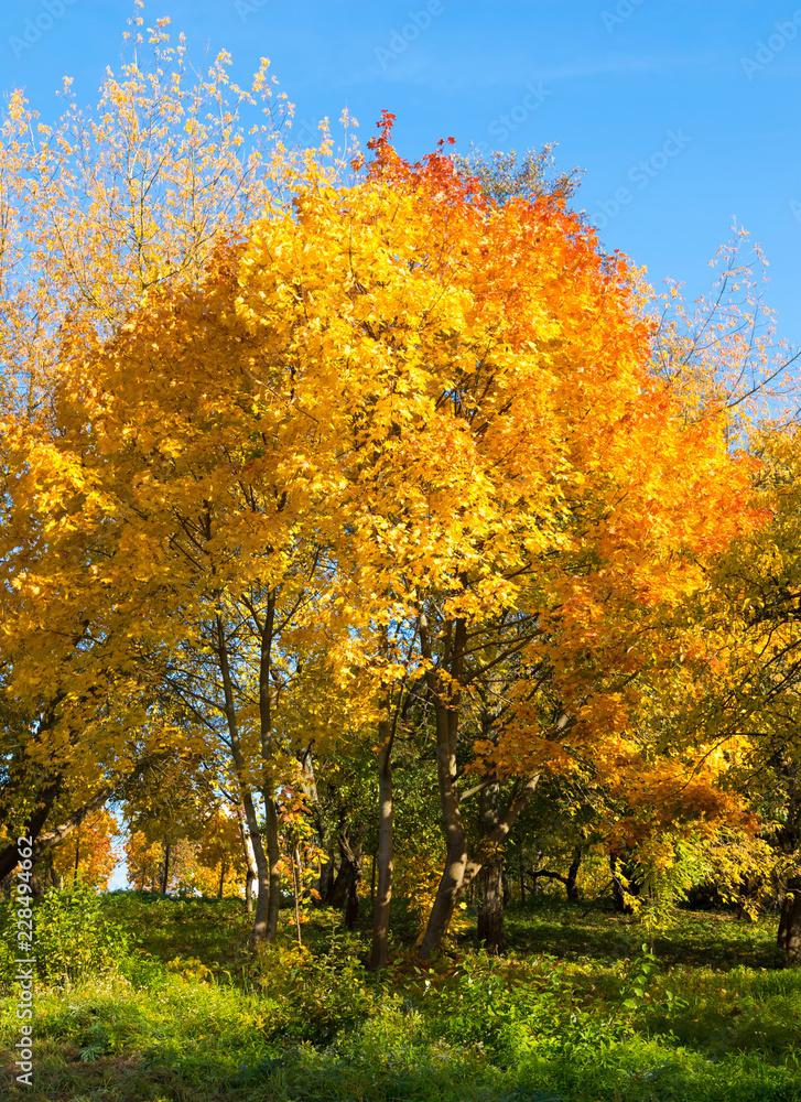 Autumn landscape. Golden leaves on blue sky background