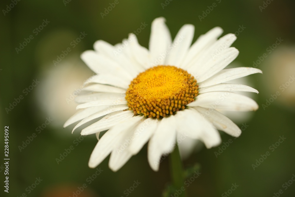 Obraz premium Flower - daisy