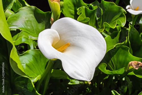 Photos White Arum Lily Growing in Kew Gardens, UK