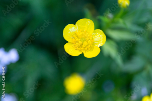 Yellow buttercups. Macro blur background. Close up defocused flowers.