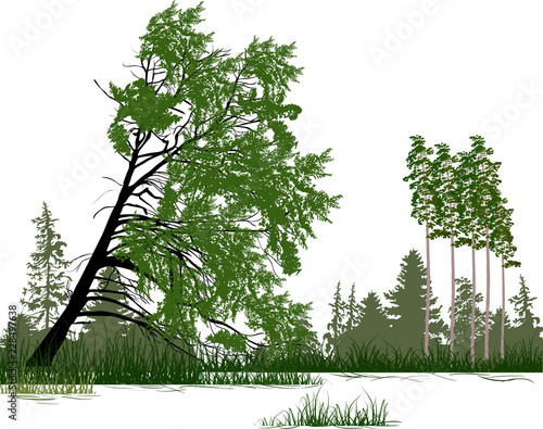 coniferous green forest isolated on white