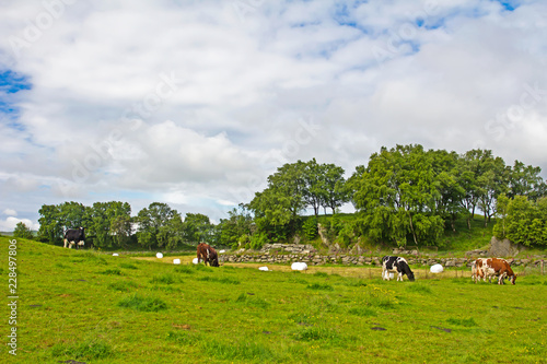 Landscape of Cattle Grazing on Talgje Island