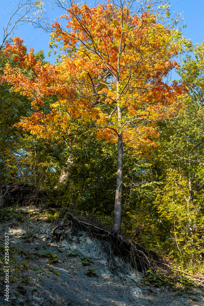 Beautiful Fall Color