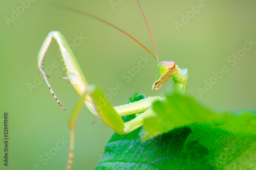 tenodera mantis photo