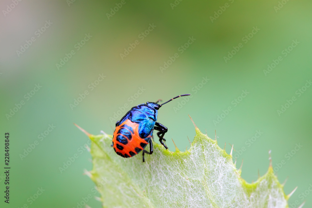 black stinkbug larvae on green leaf black stinkbug larvae on green leaf