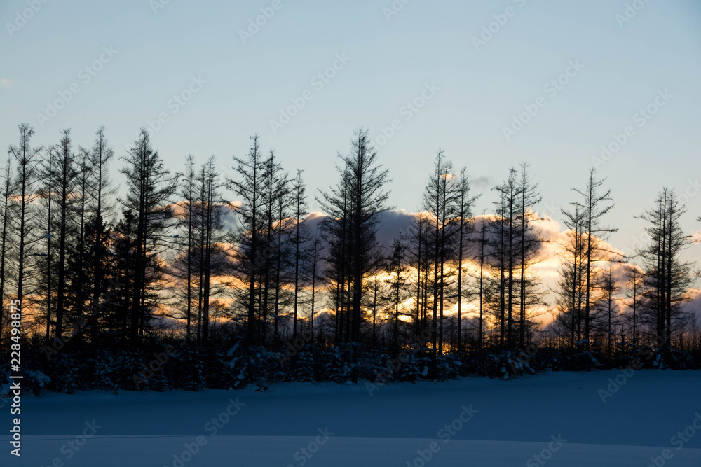 冬の夕暮れとカラマツ林