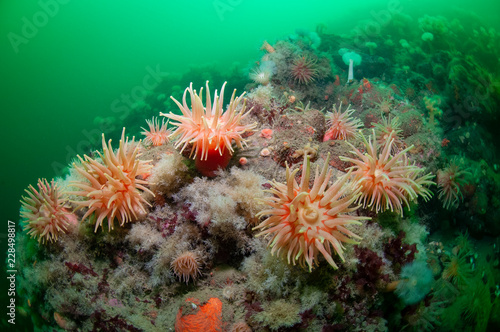 Underwater seascape and sea anemone in the St-Lawrence Estuary
