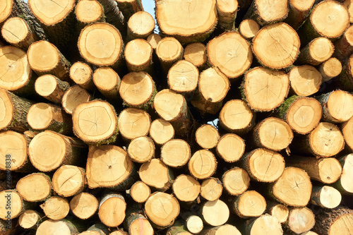 Stack of of freshly cut or sawn tree logs with rings