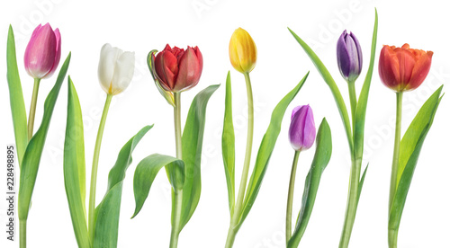 Row of colorful tender tulips on white background.