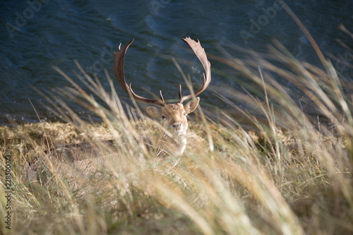 Deer during a golden, sunny, autumn day, grazing downhill