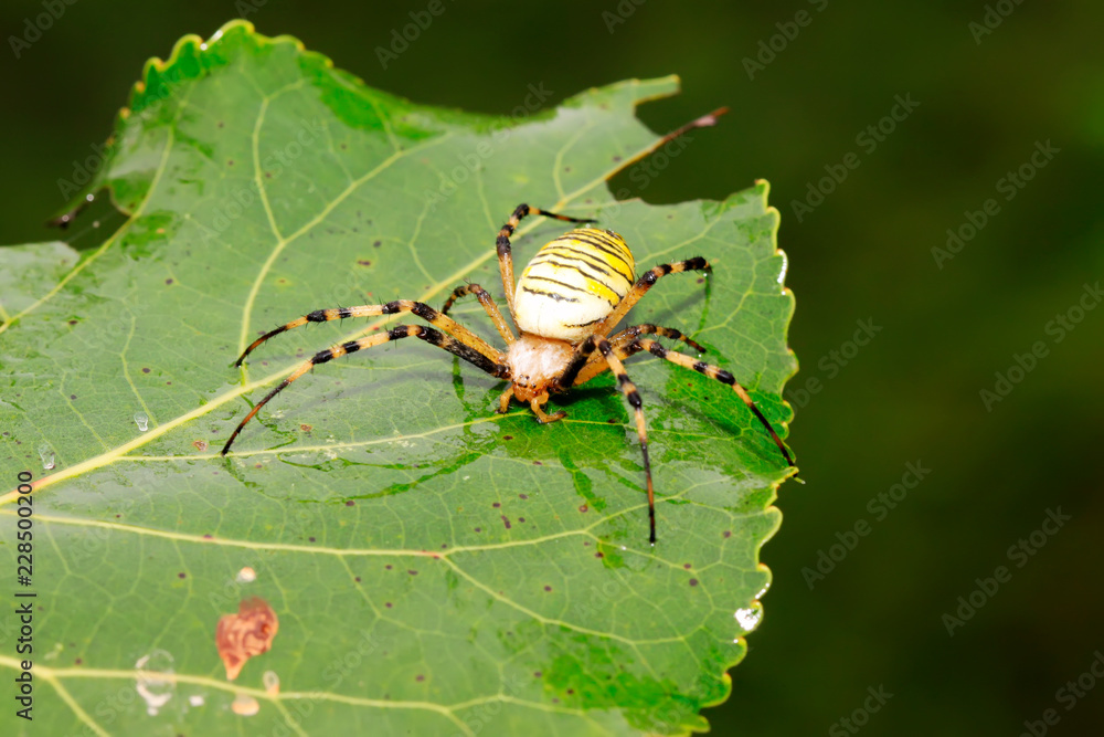 Fototapeta premium spider